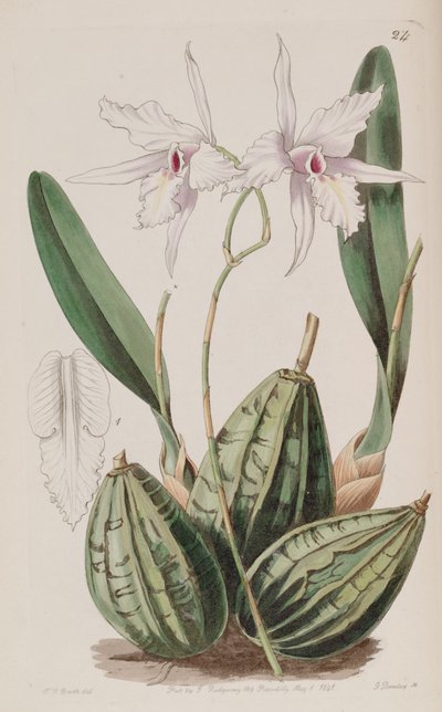 Laelia rubescens - W. J. Booth